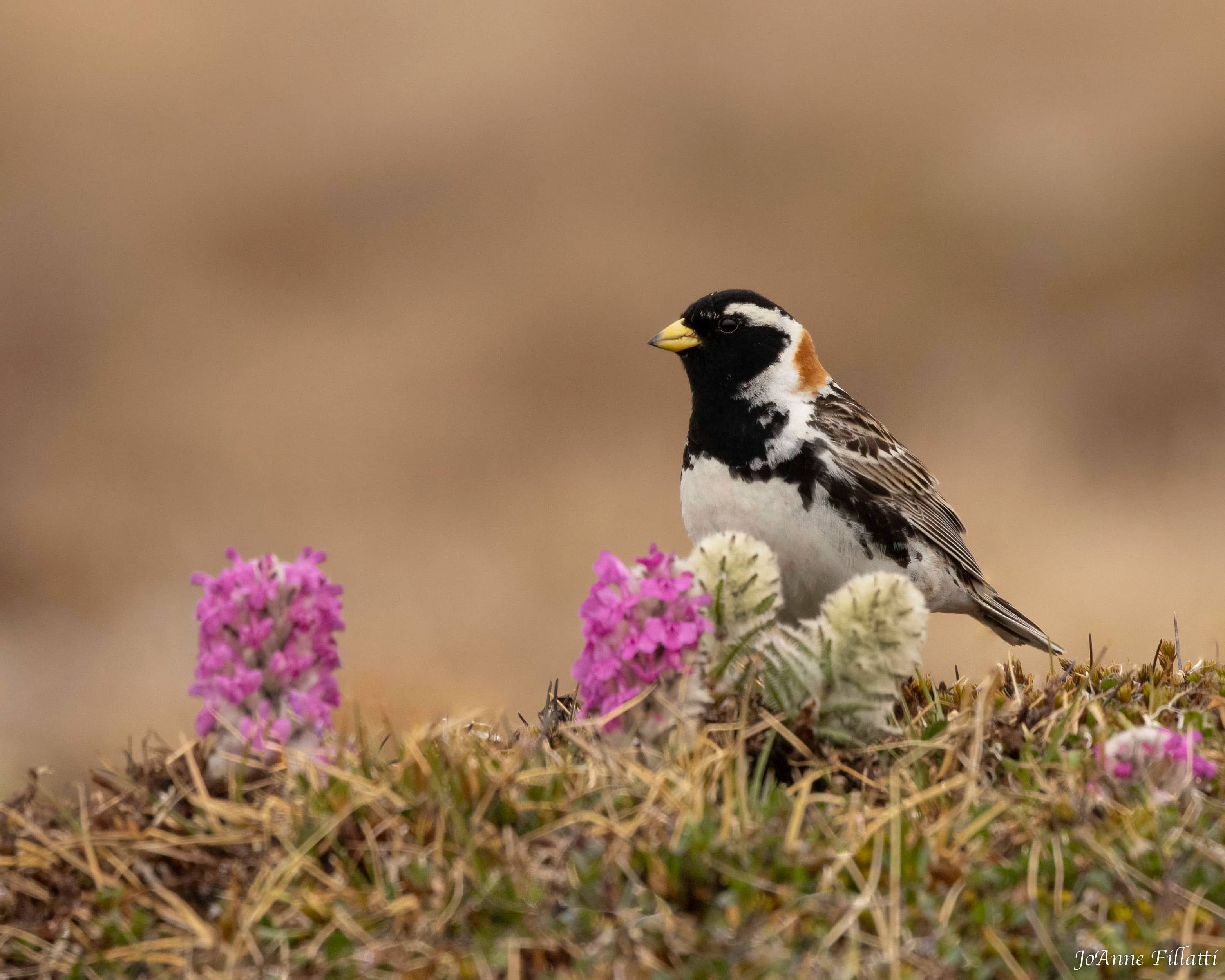 bird of Utqiagvik image 16